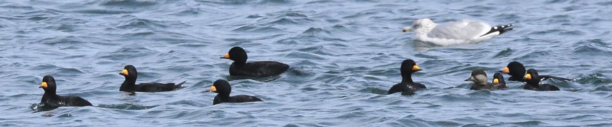 Black Scoters