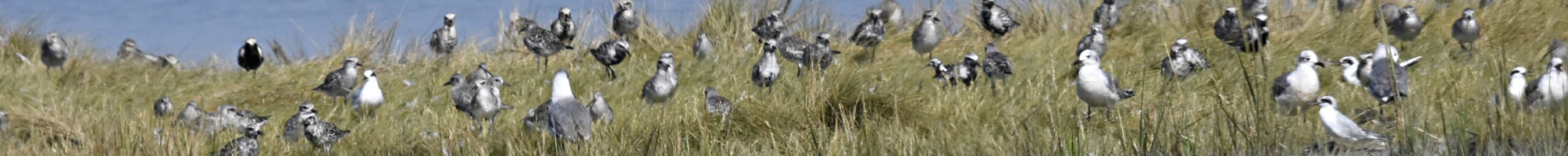 Black-bellied and Golden Plovers (RK)