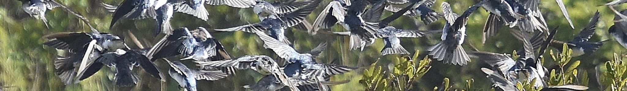 Tree Swallows feasting on bayberries