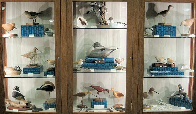 Display case of Alex Webb's birds