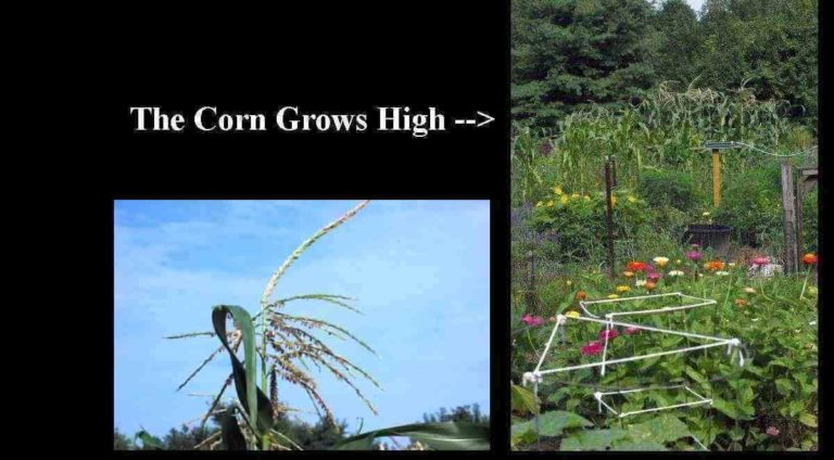 The Corn Grows High