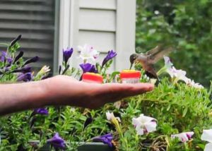 Hummingbird Whisperer