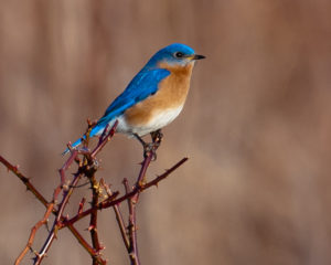 Bluebird, photo by Joe Costanza