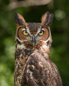 Great Horned Owl; photo by Greg Hume