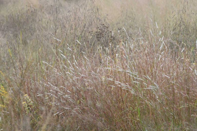 Grasses in the meadow