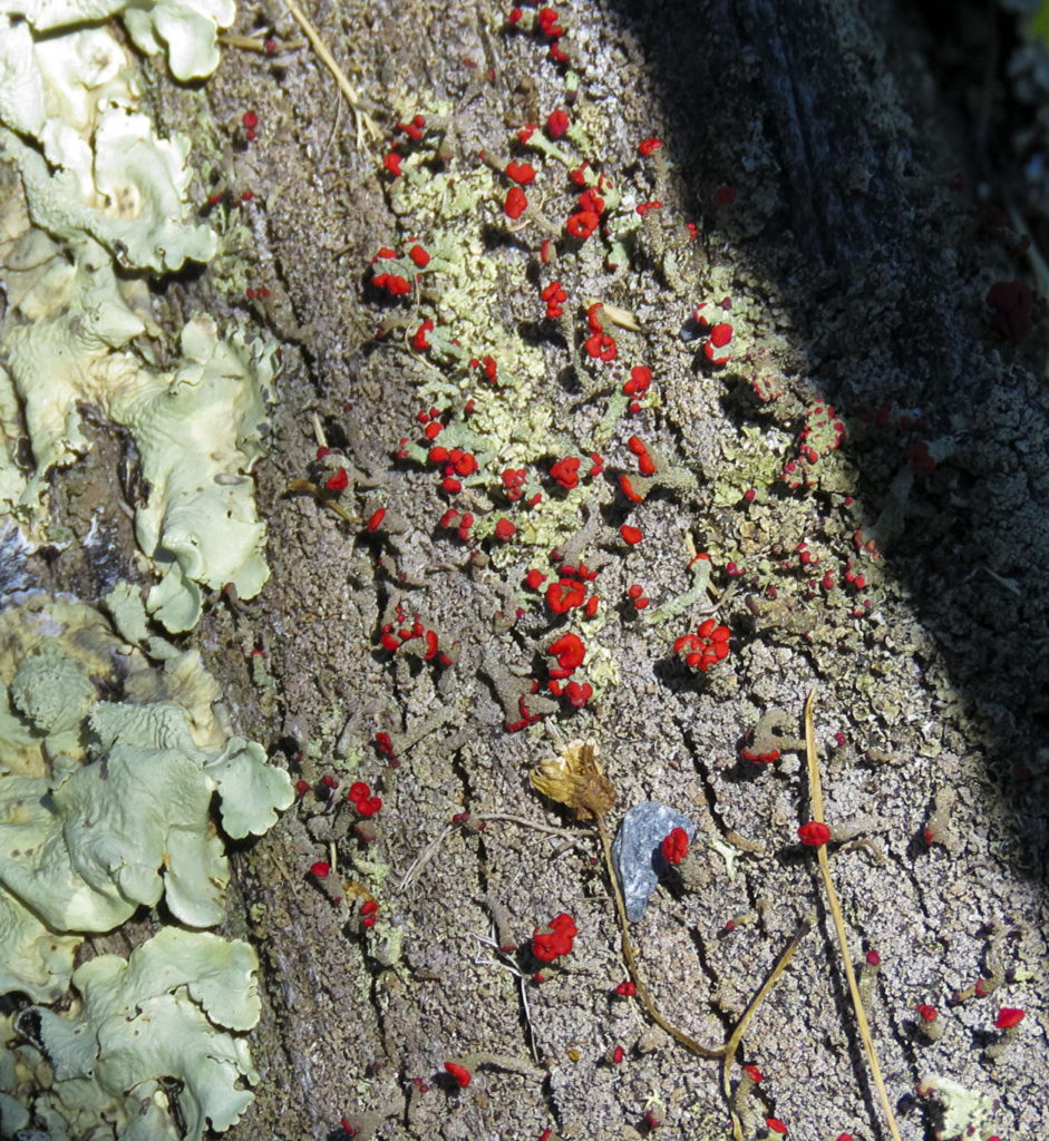 Two types of lichen