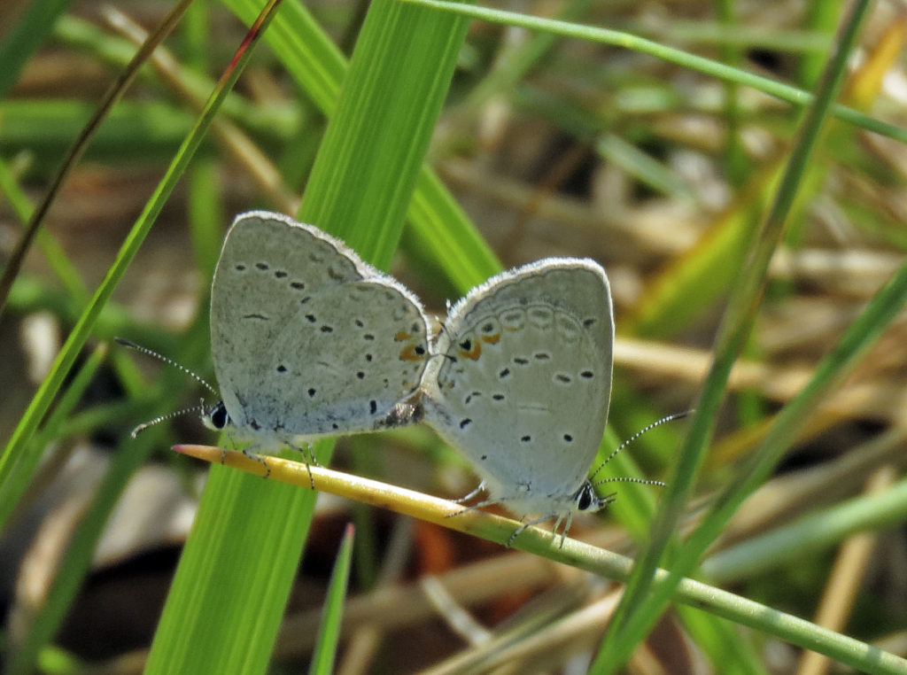 Eastern Tailed Blue butterflies