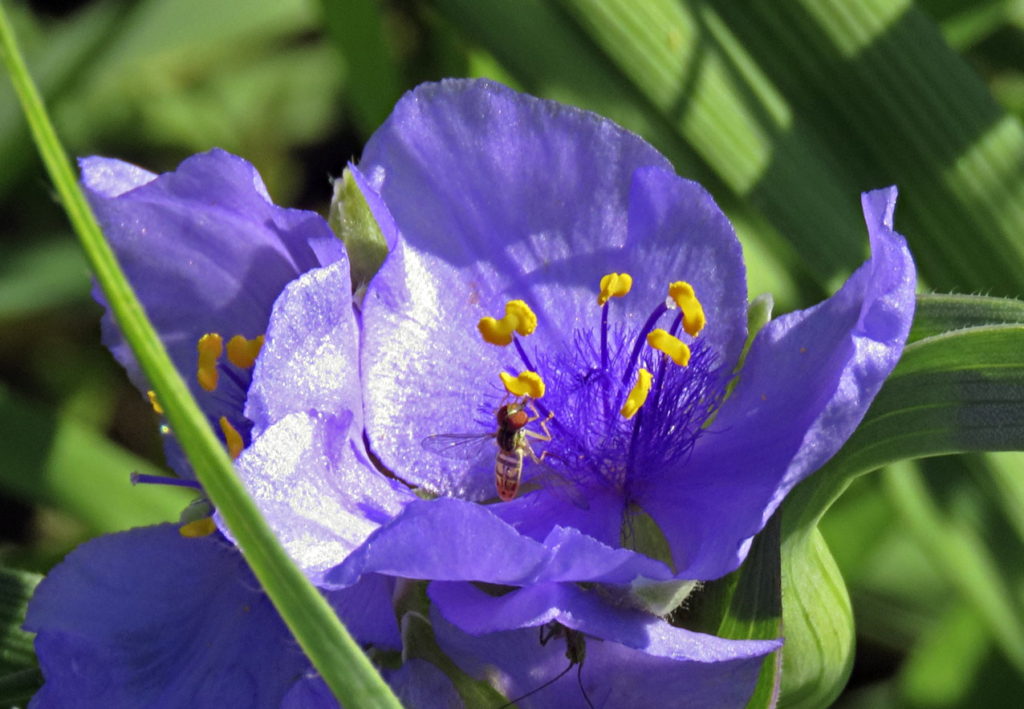 Tradescantia with visiting Hover-Fly