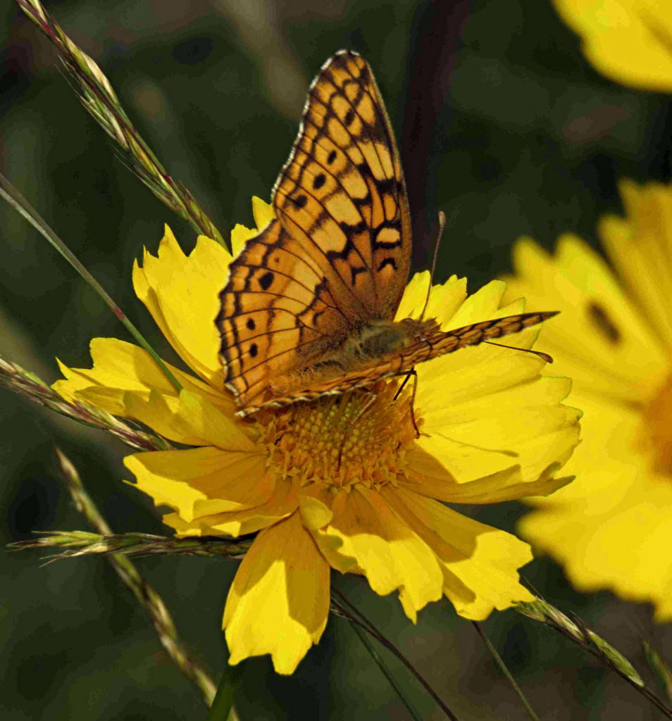 Variegated Fritillary butterfly on a Coreopsis flower