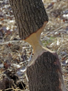 Close-up of partially felled tree