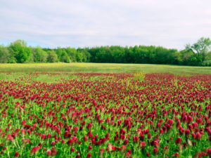 Crimson Field