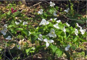 Red trillium with lots of whites