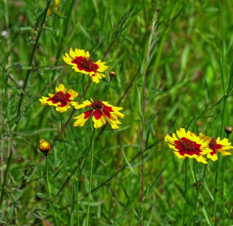 Coreopsis in Great Meadow