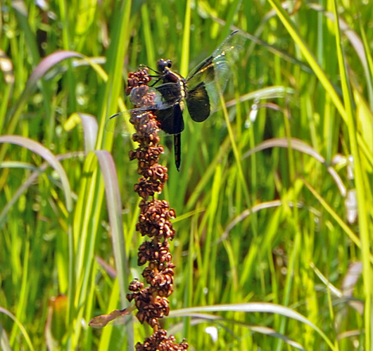 Widow Skimmer dragonfly