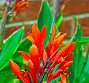 Canna Lily in bloom