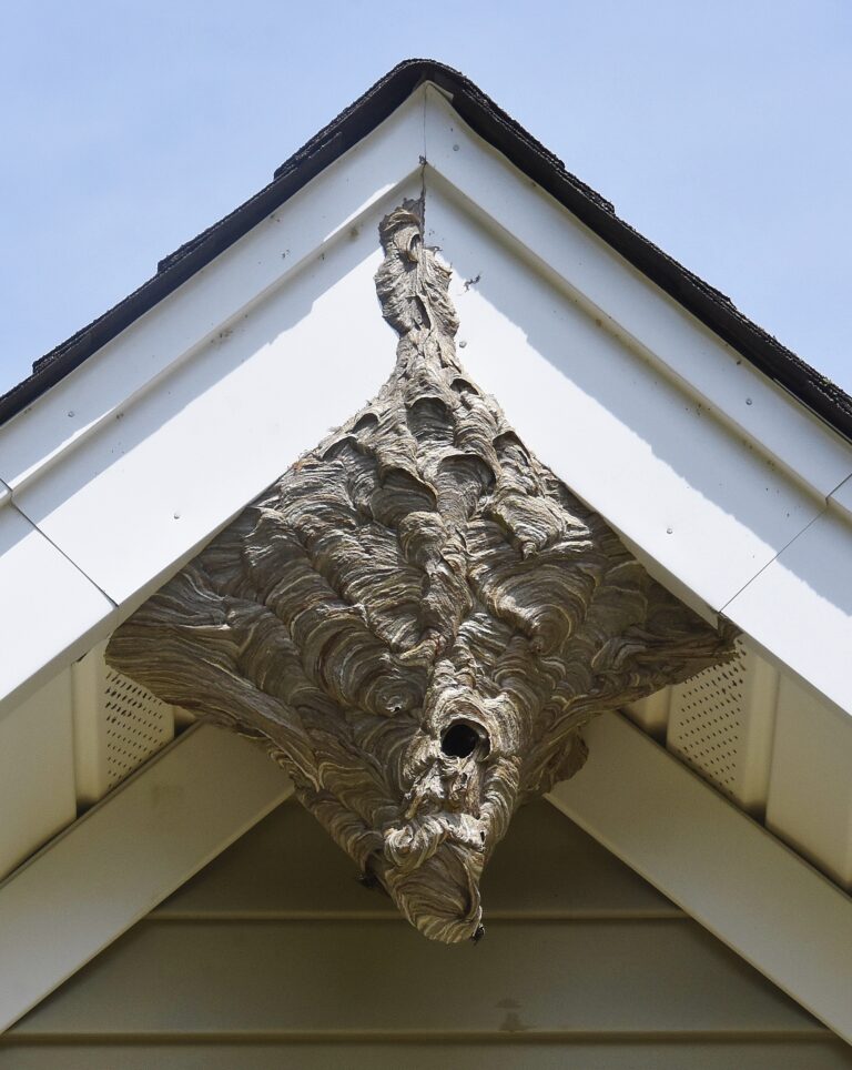Bald-faced hornet's nest on Woodside Drive; photo by Robert Koch