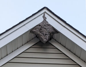 Bald-face hornet's nest on Woodside Drive