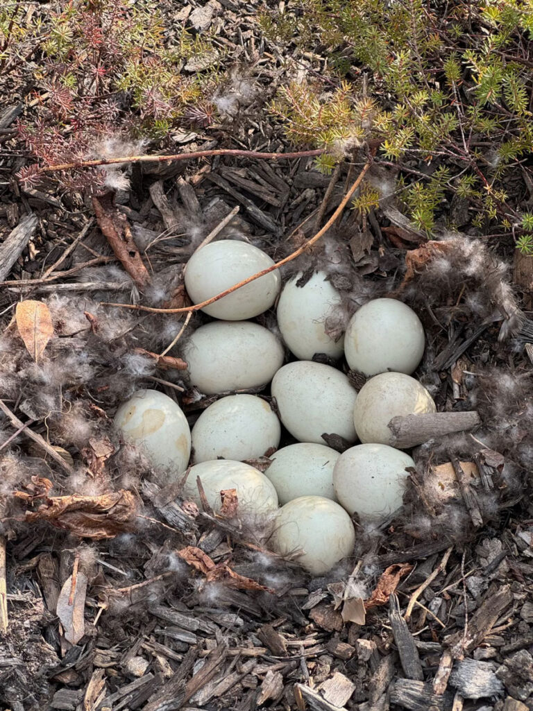 Louise the duck's nest with 12 eggs
