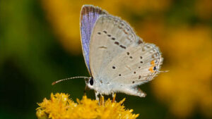 Butterfly - Cover for video Under the Leaves & Through the Branches