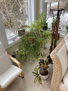 No Flowershow for the Rhipsalis No Flowershow for the Rhipsalis, Ava van Baaren