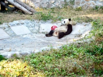 Resting After a Hard Day of Play Resting After a Hard Day of Play, Diane Symcak