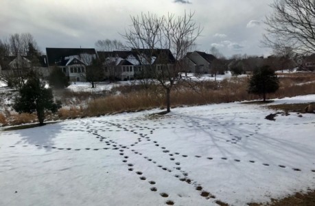 Who's in my backyard? Lovely design by local deer Who's in my backyard? Lovely design by local deer, Eileen McConville