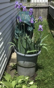 Trashed Iris Lives to See Another Spring Trashed Iris Lives to See Another Spring, John Walsh