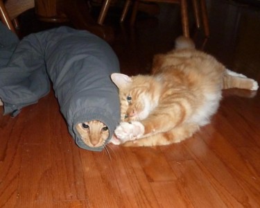 Oops! Kitty Brother in Trouble, Again! Oops! Kitty Brother in Trouble, Again! Joyce Koch