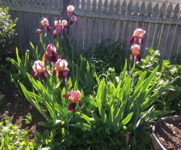 Iris: Late Afternoon Sun Iris: Late Afternoon Sun, Kitty Walsh