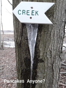 Maple Tree Tapped by Sign Exposing Sap, which Could be Boiled Down for Maple Syrup Maple Tree Tapped by Sign Exposing Sap, which Could be Boiled Down for Maple Syrup, Miriam Swartz