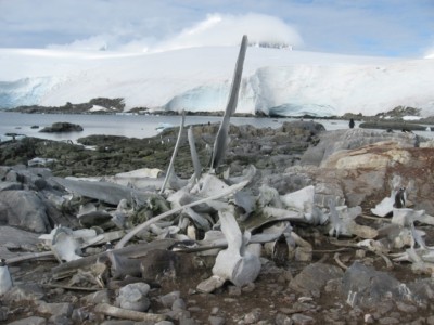 Antarctica, Homage to a Giant Antarctica, Homage to a Giant, Nancy Brail