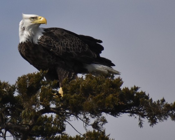 Mature Bald Eagle Surveying its Realm. No Nonsense with this One. Mature Bald Eagle Surveying its Realm. No Nonsense with this One. Robert Koch