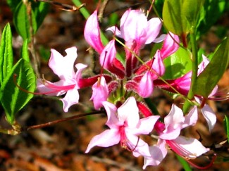 Rhododendron pricylmenoides (Pinxter Flower)