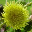 Spiney-leaved Sow Thistle